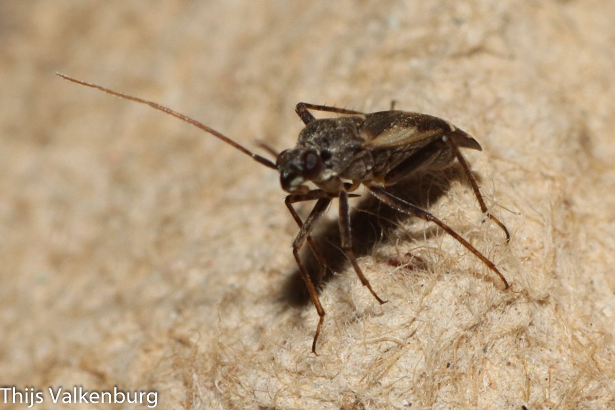 Polymerus cognatus