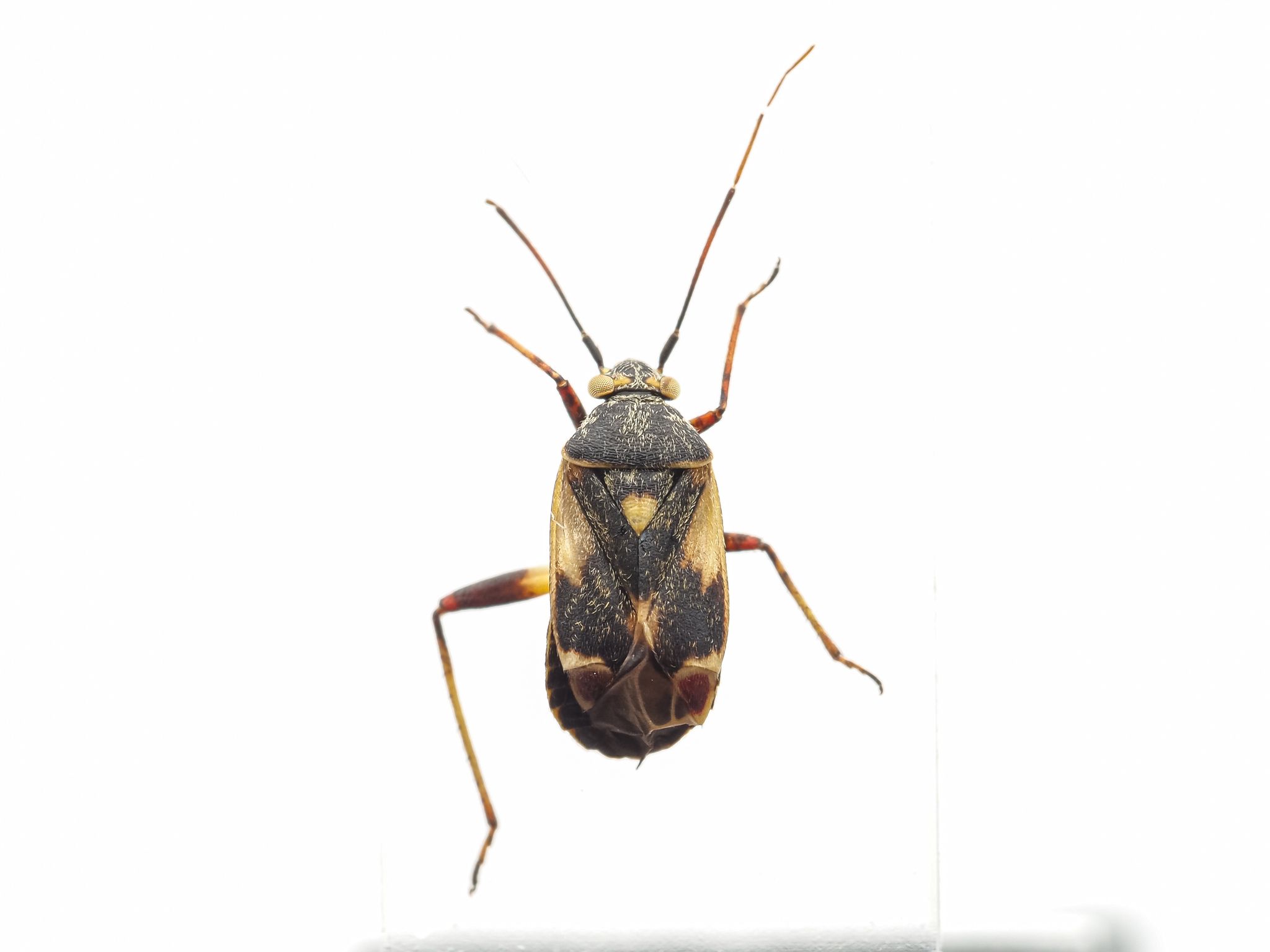 Polymerus cognatus