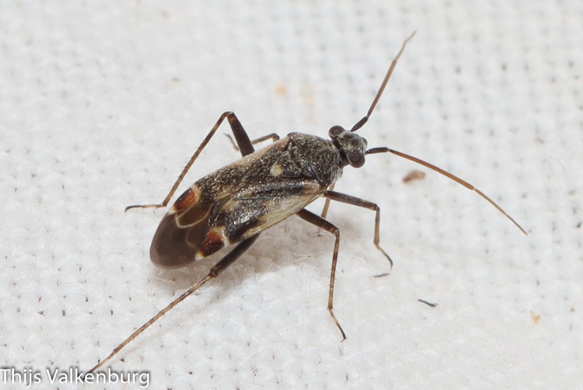 Polymerus cognatus