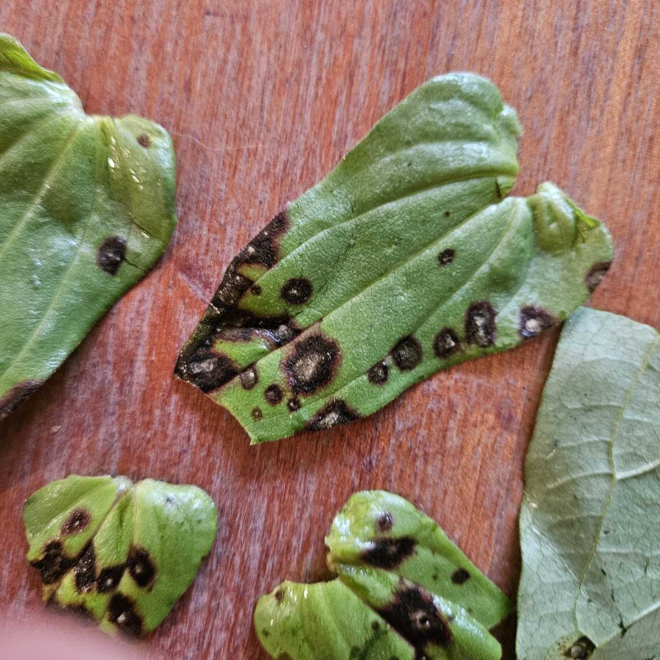 Pseudocercospora ocimicola
