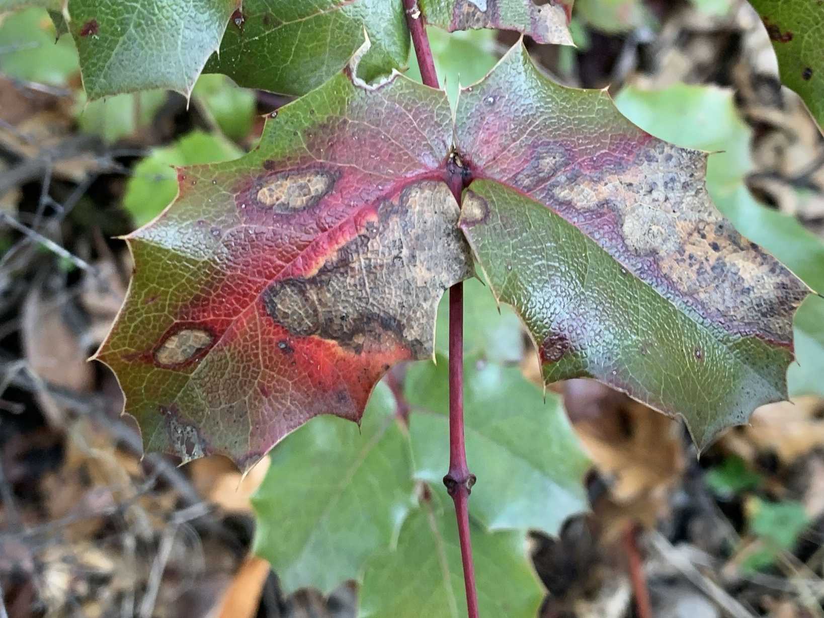 Pseudocercospora ocimicola