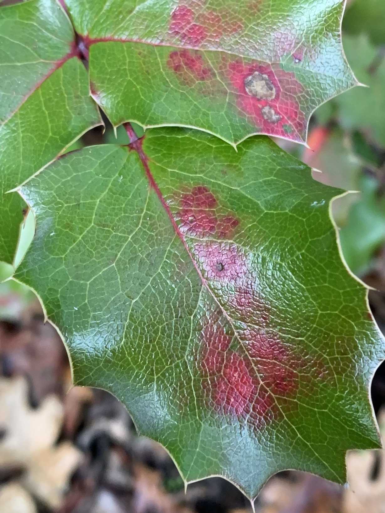 Pseudocercospora ocimicola