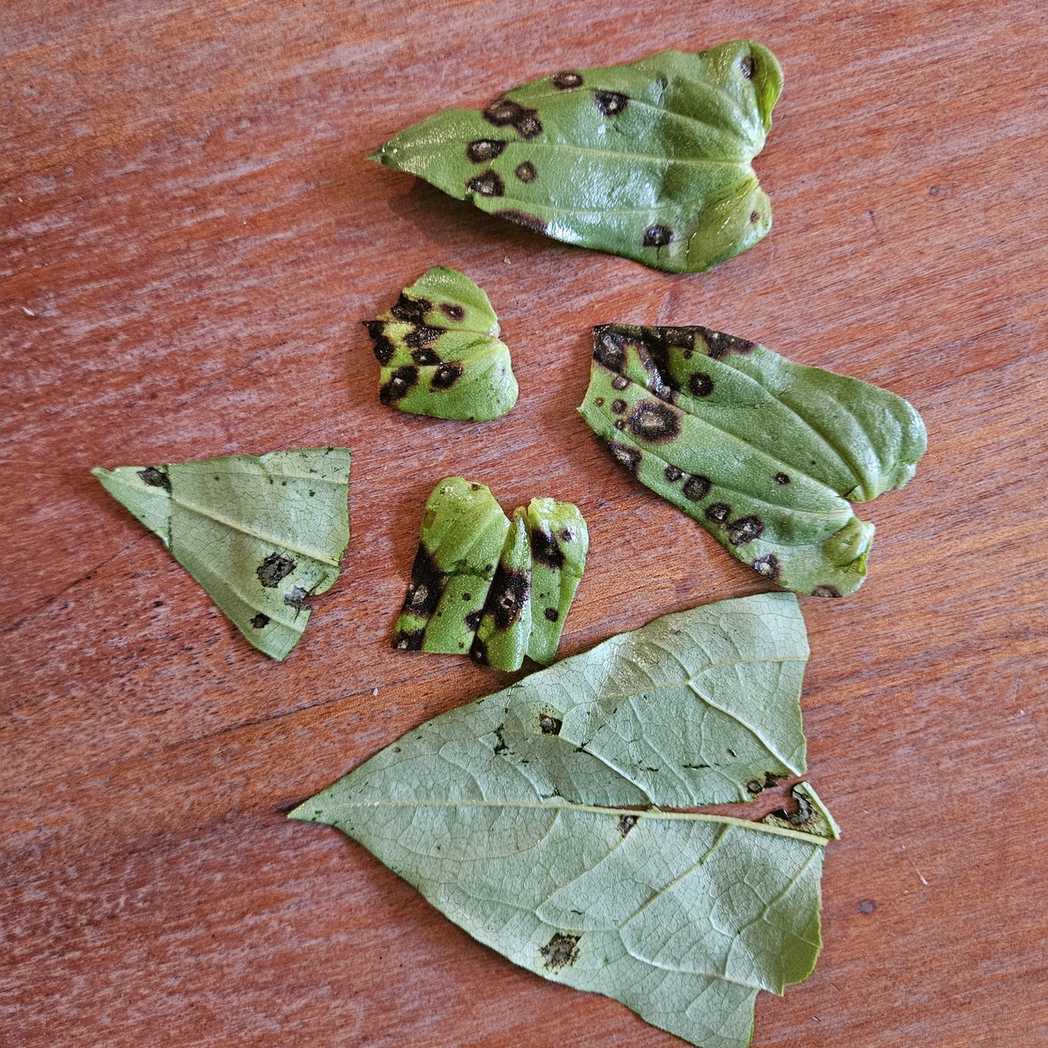 Pseudocercospora ocimicola