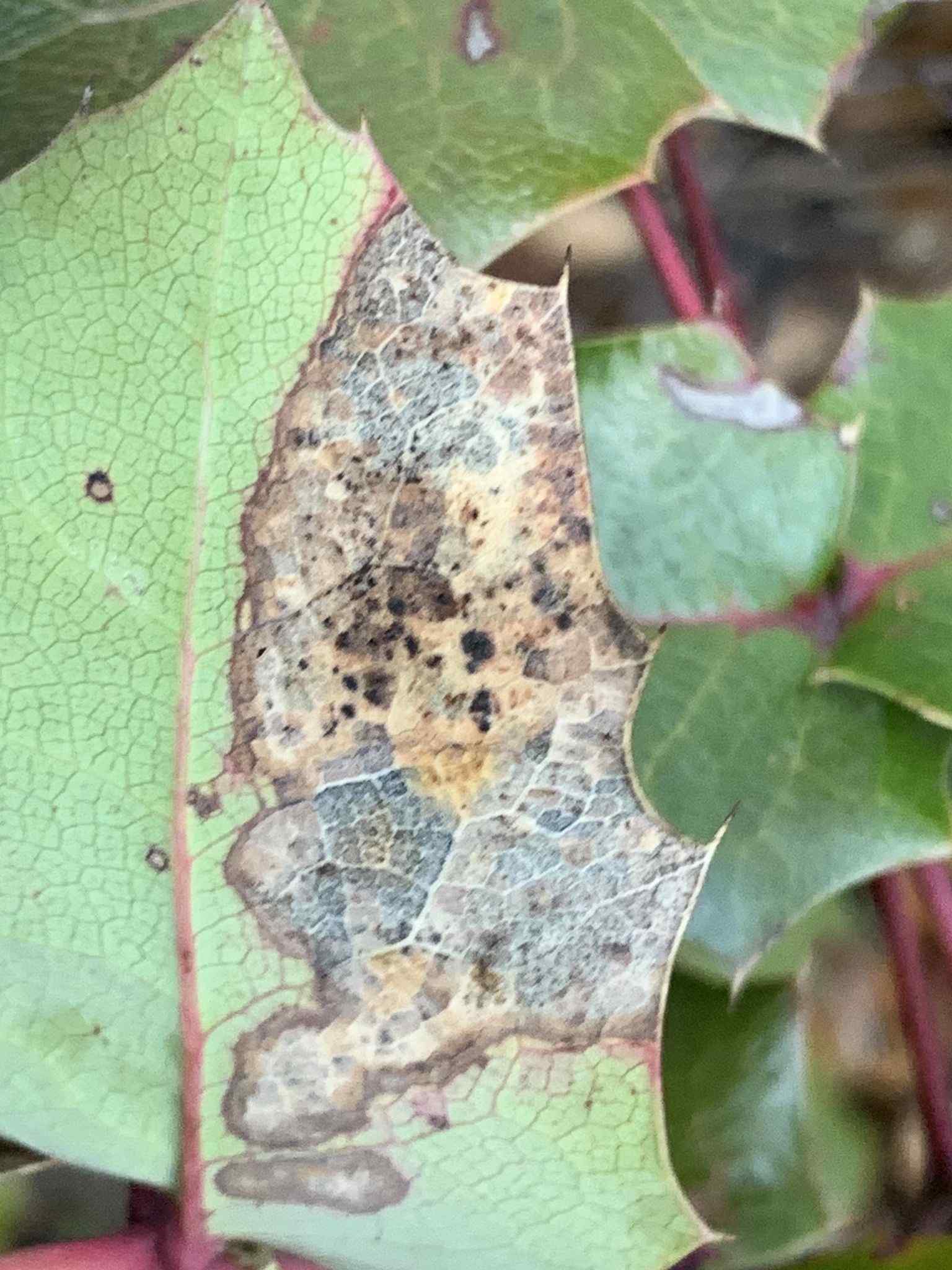 Pseudocercospora ocimicola
