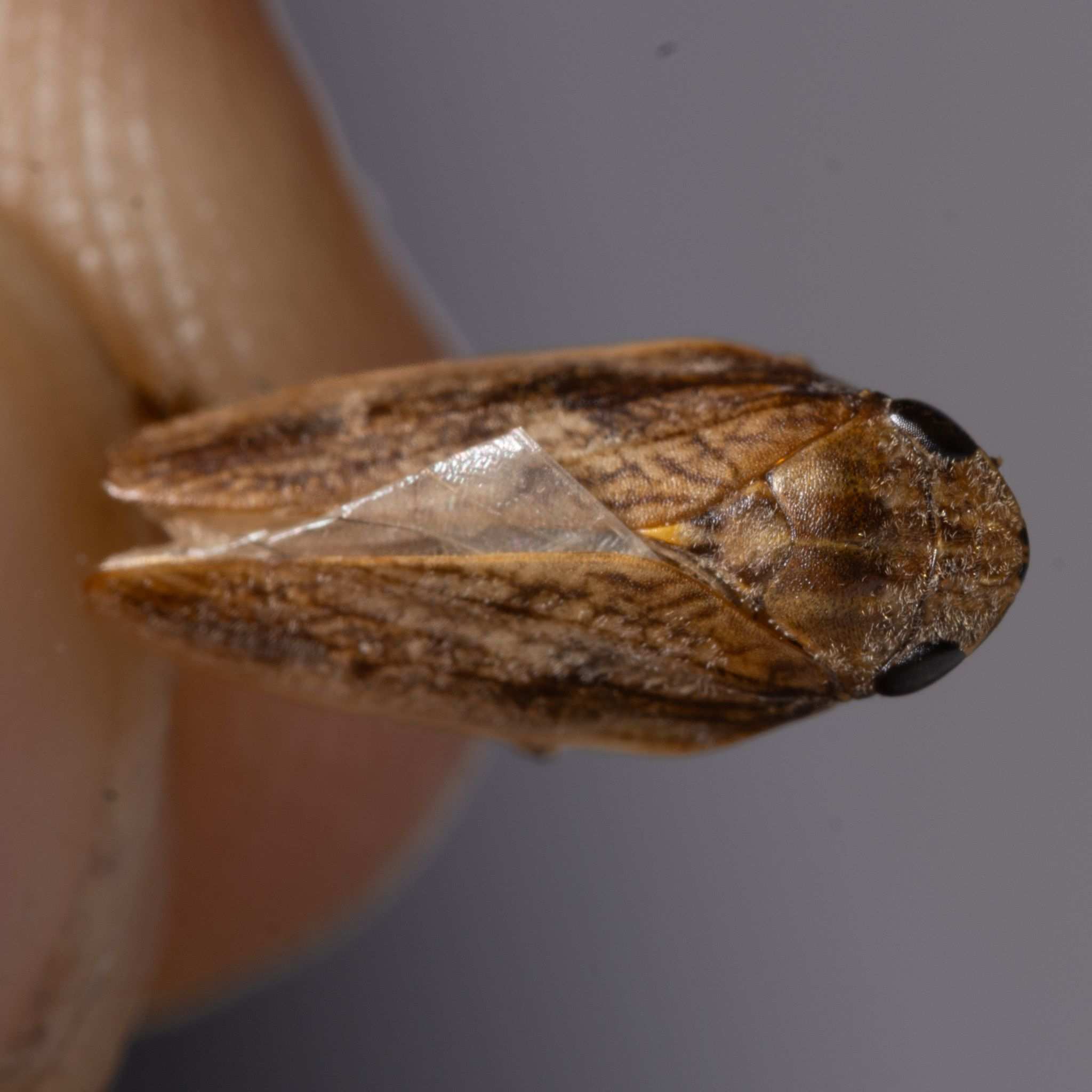 Poophilus costalis