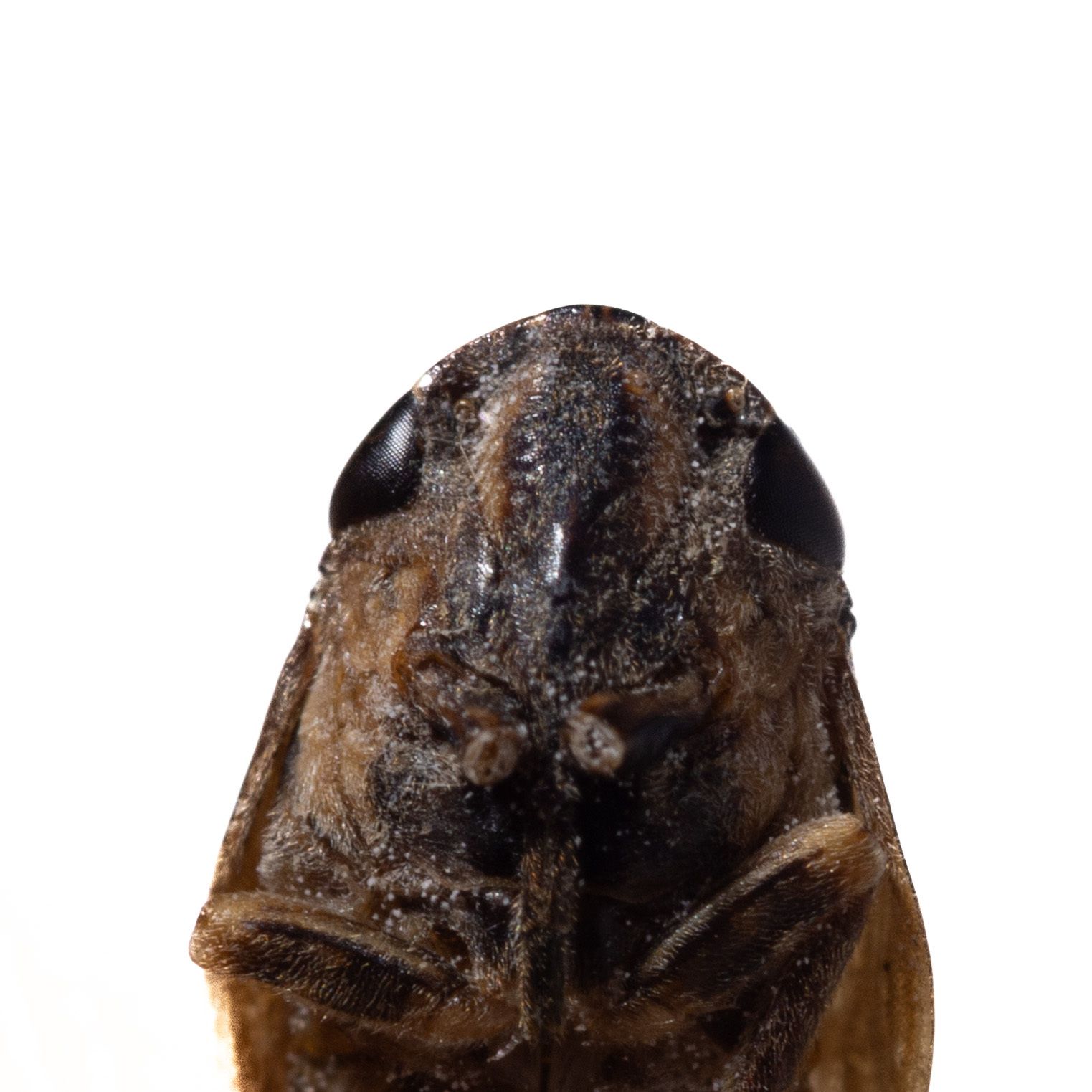 Poophilus costalis