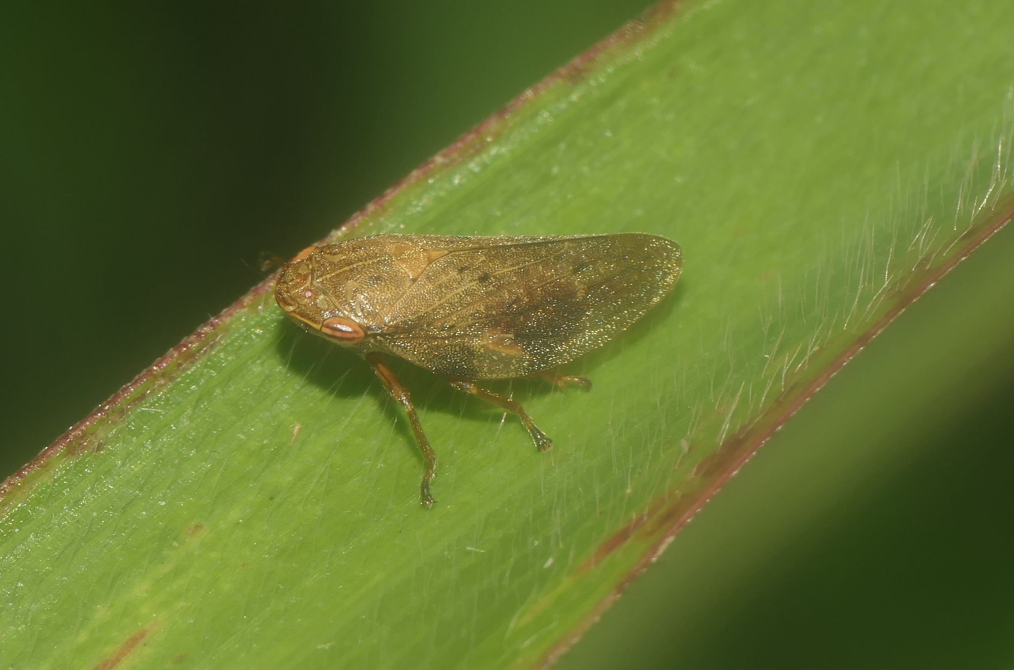 Poophilus costalis