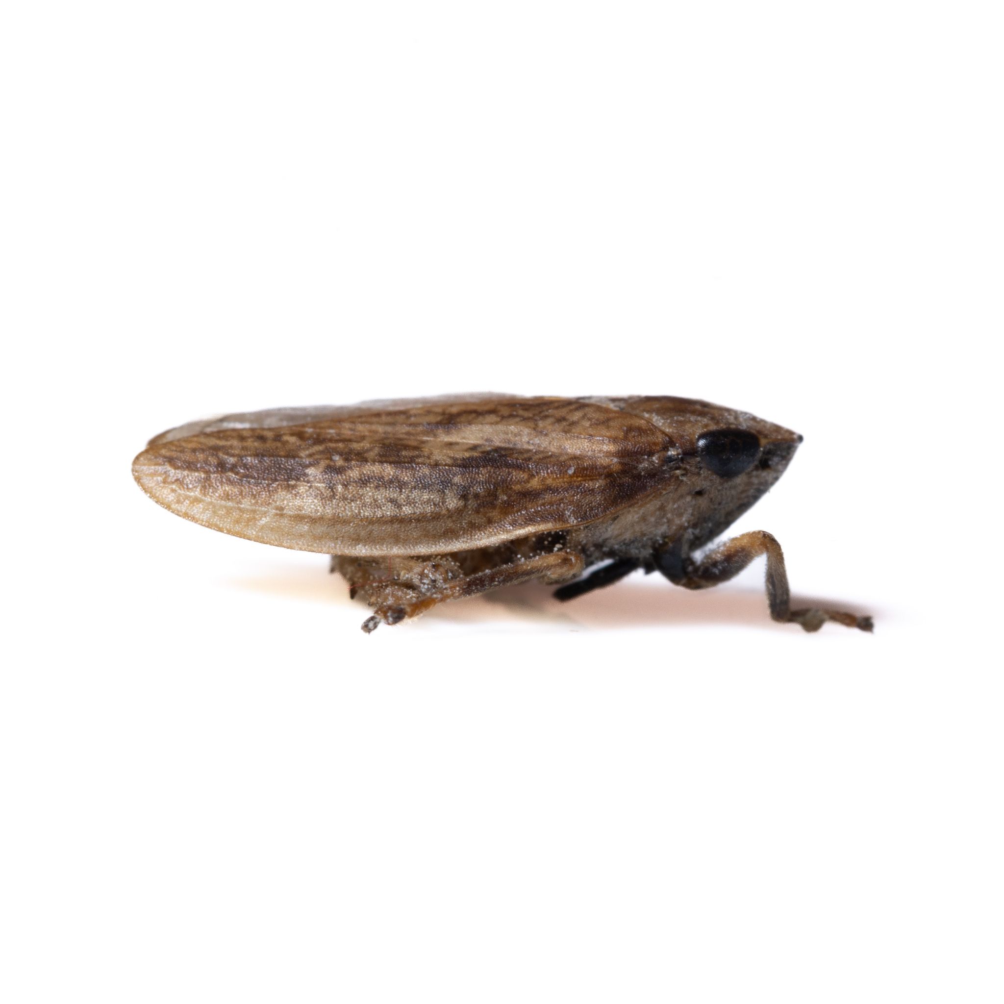 Poophilus costalis