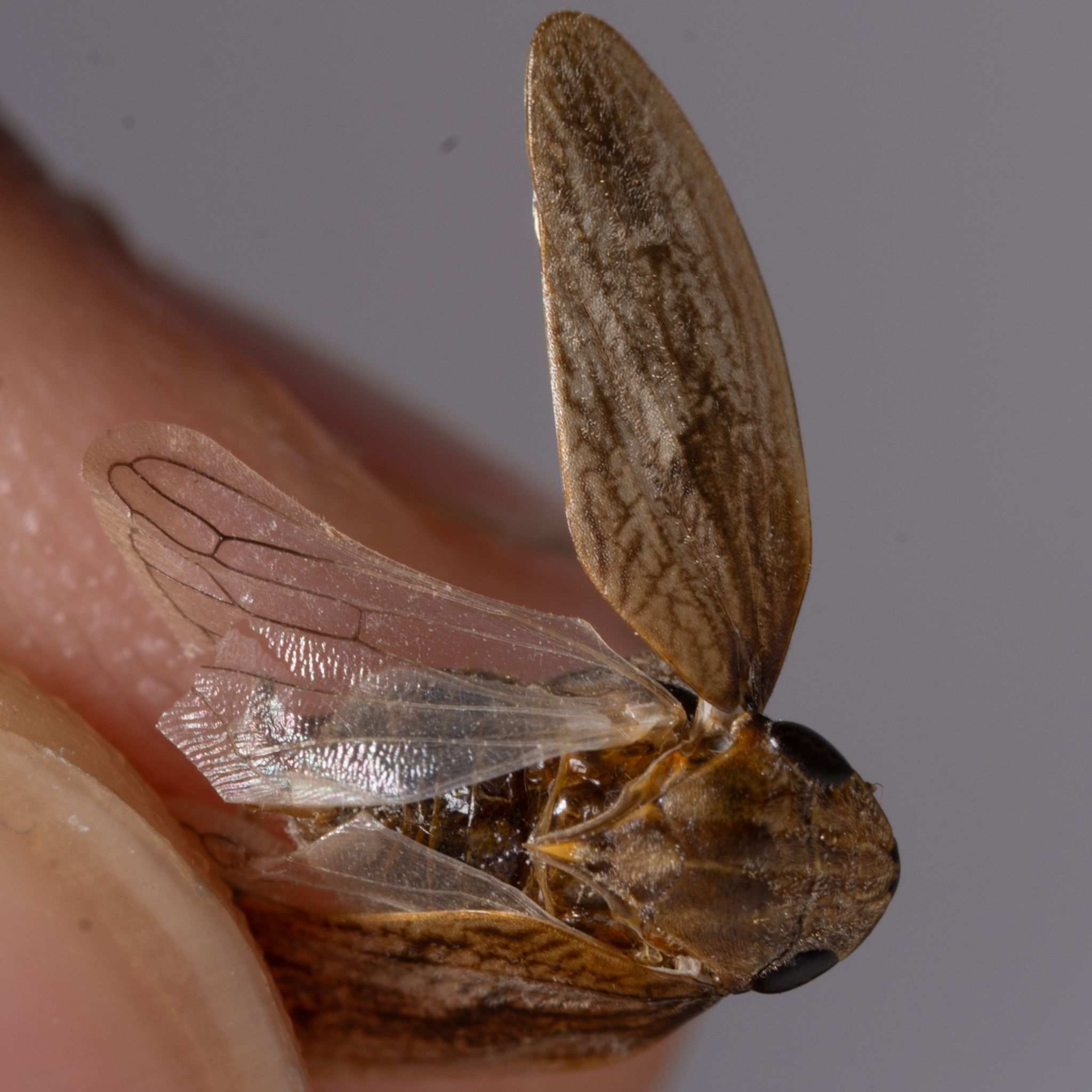 Poophilus costalis