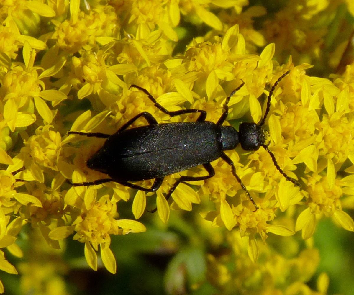 Epicauta pensylvanica