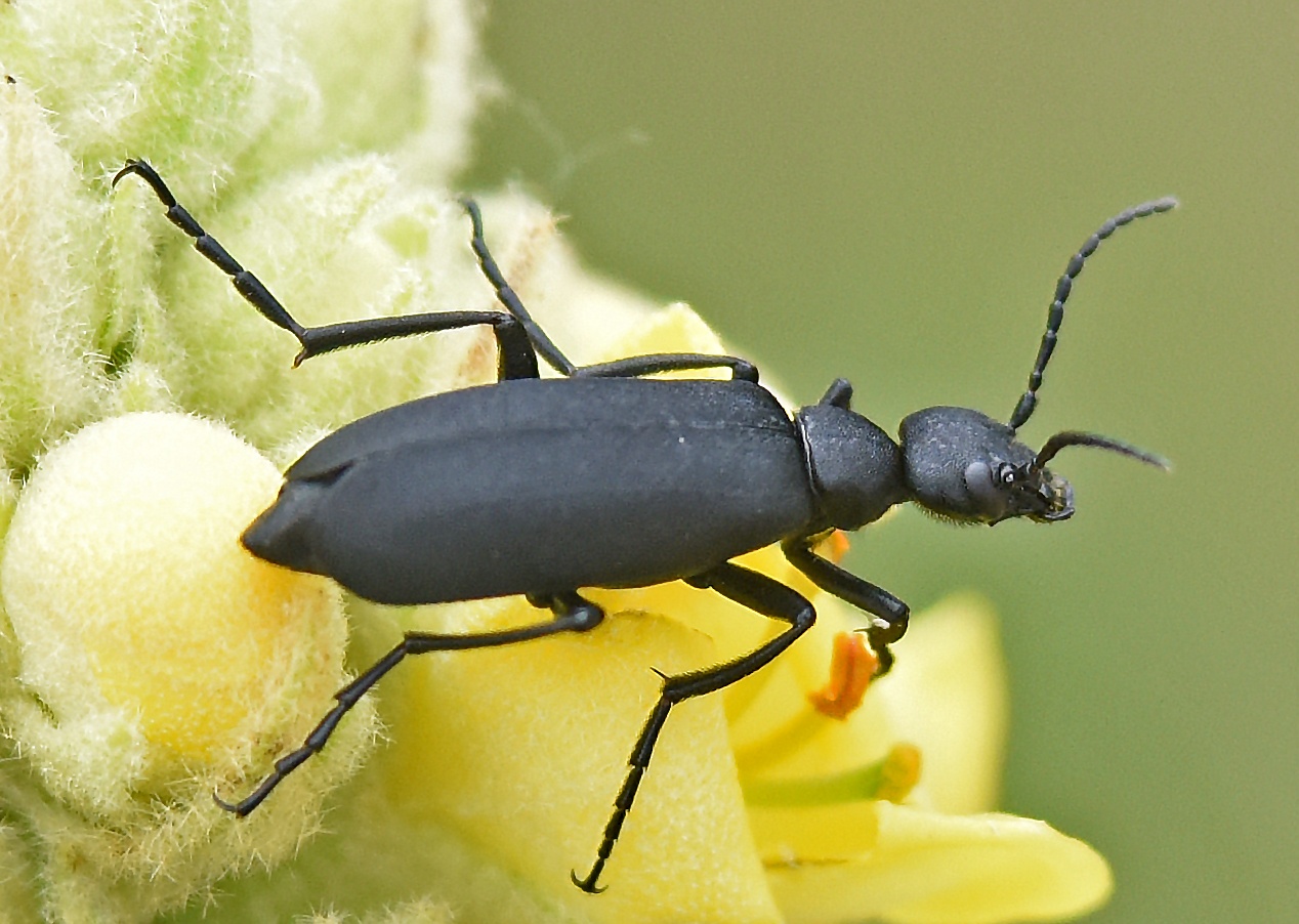Epicauta pensylvanica