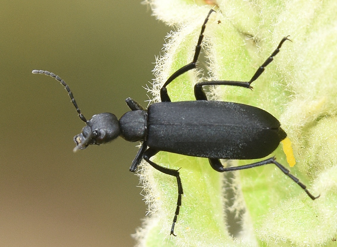 Epicauta pensylvanica