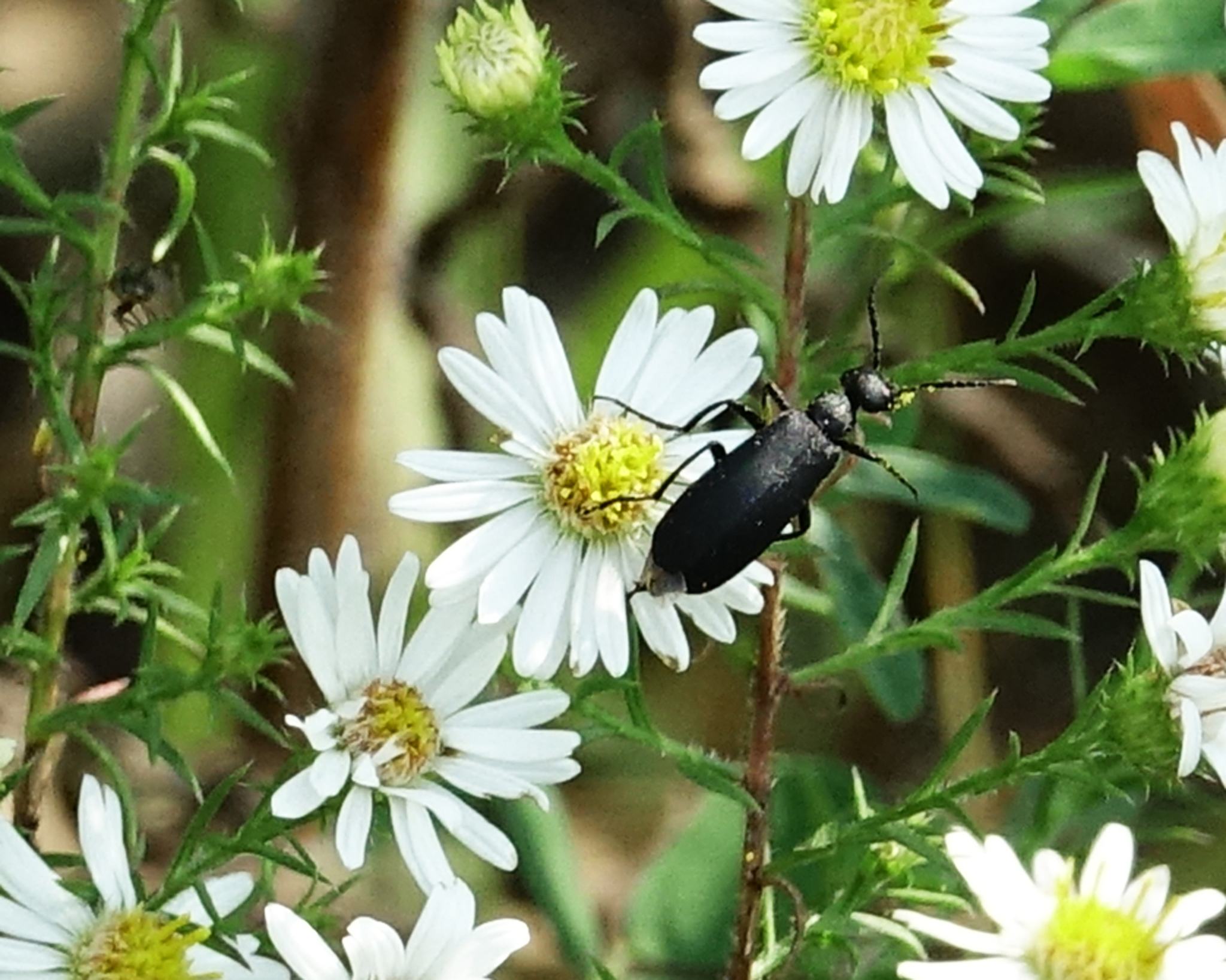 Epicauta pensylvanica