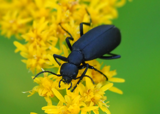 Epicauta pensylvanica