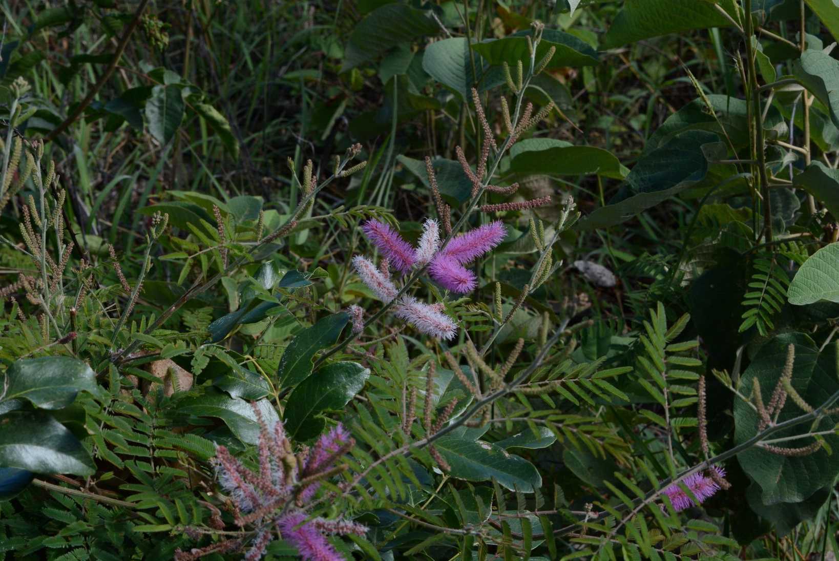 Mimosa invisa