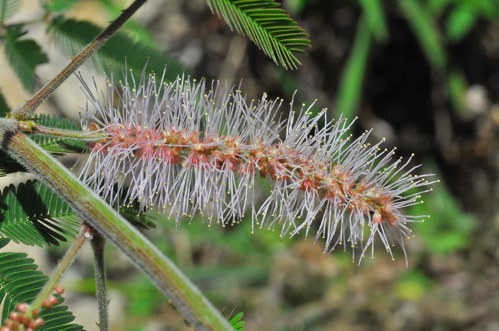 Mimosa invisa