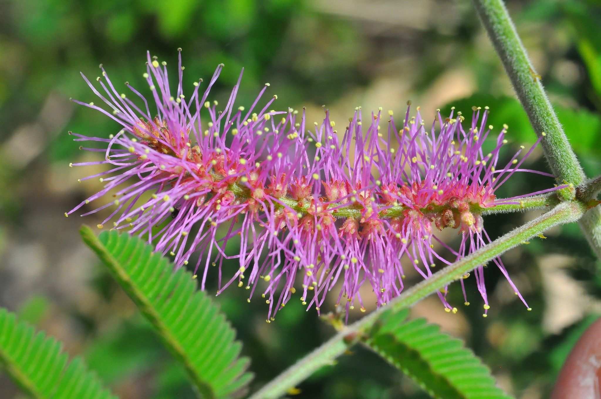 Mimosa invisa