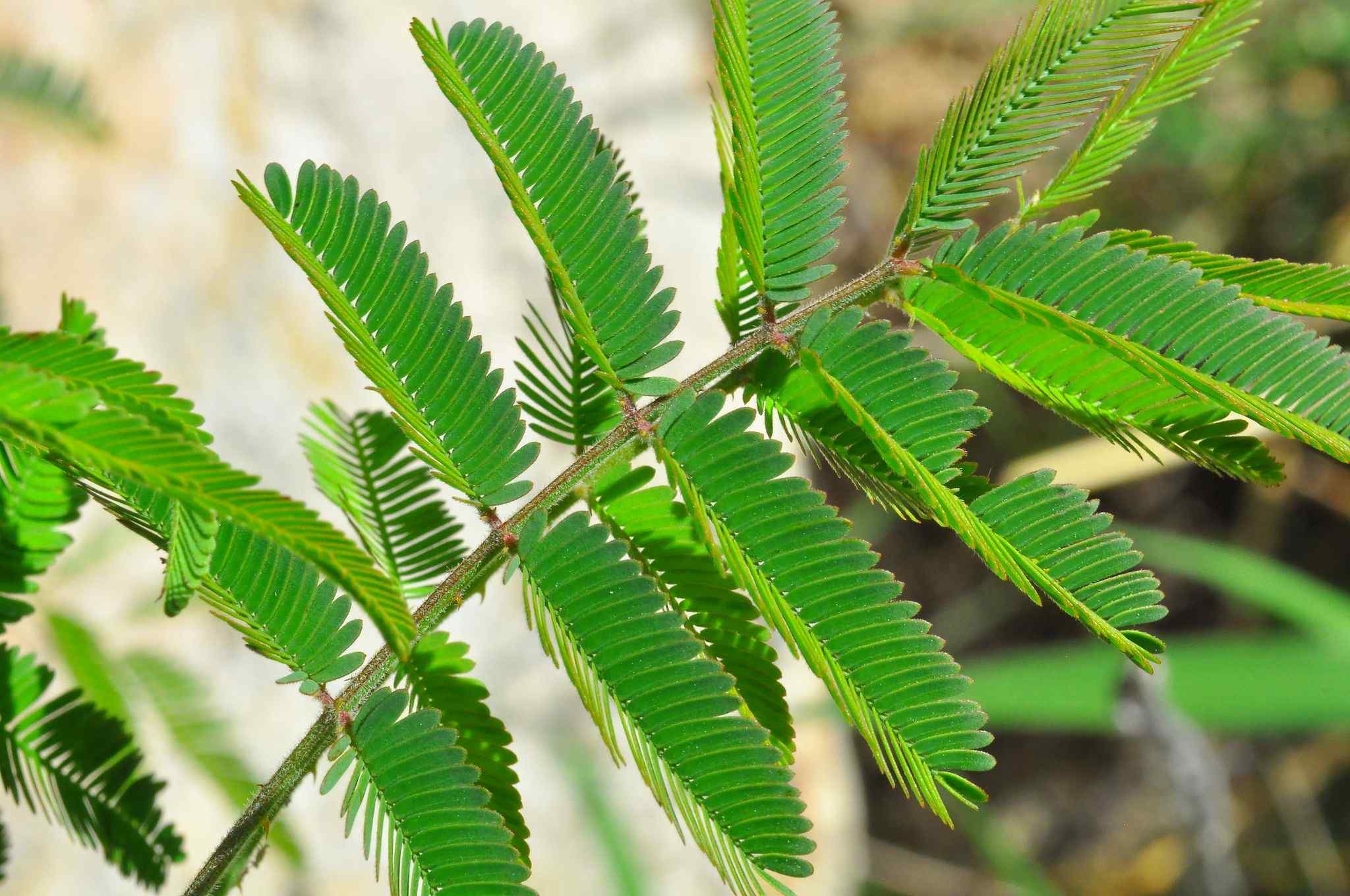 Mimosa invisa