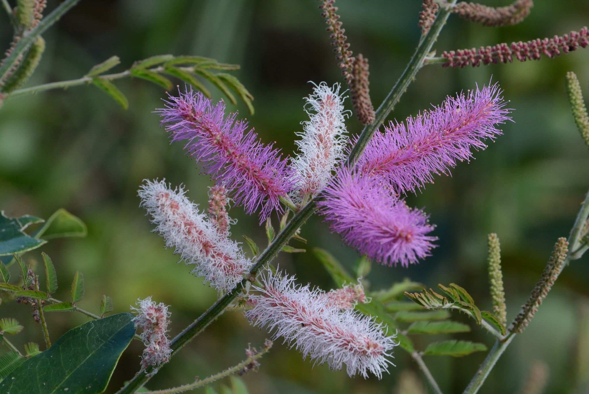 Mimosa invisa