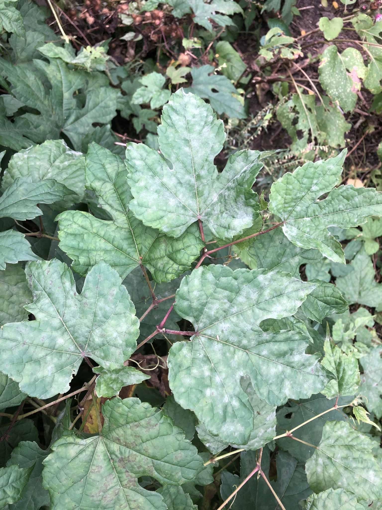 Erysiphe necator