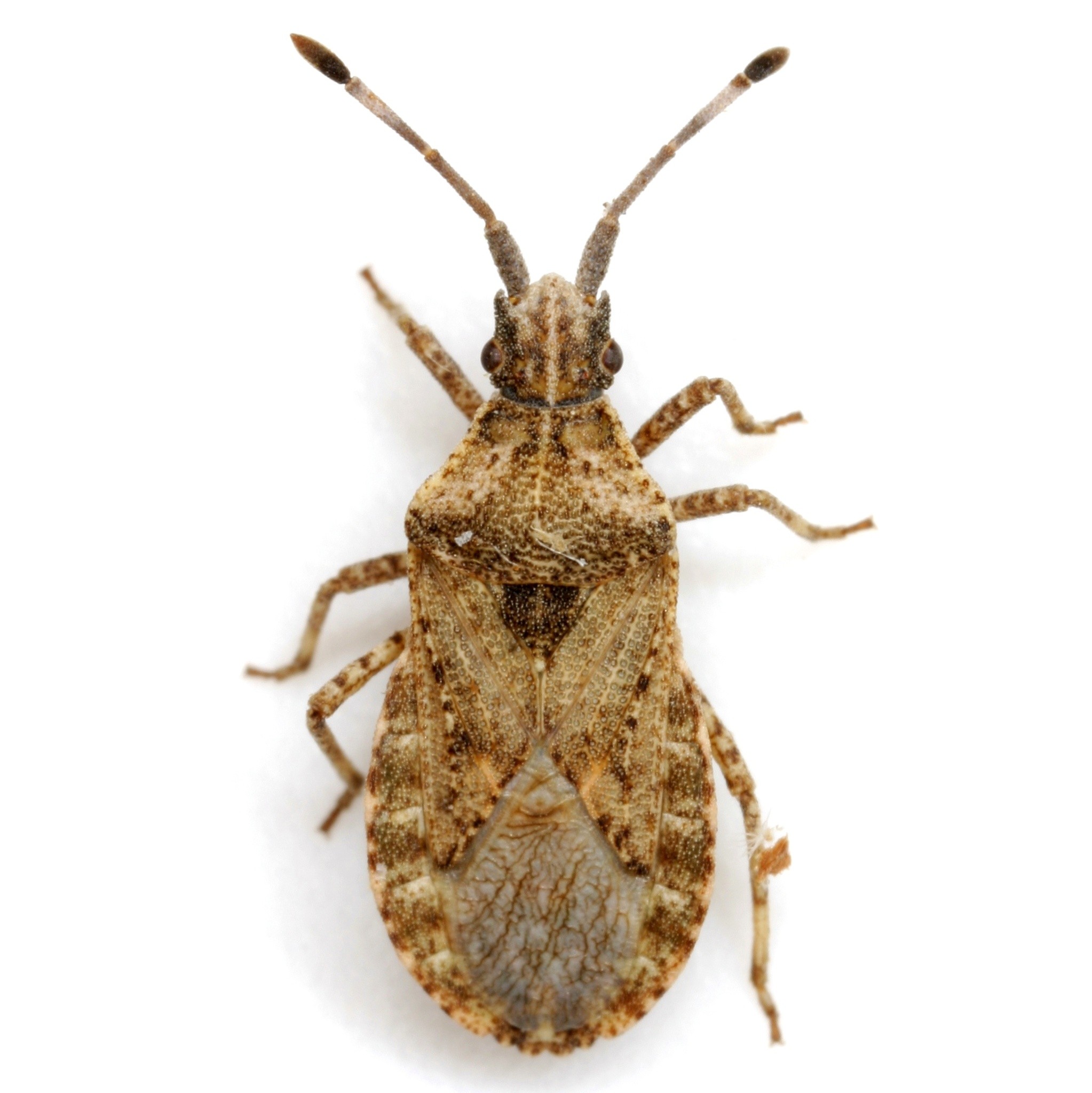 Scolopocerus