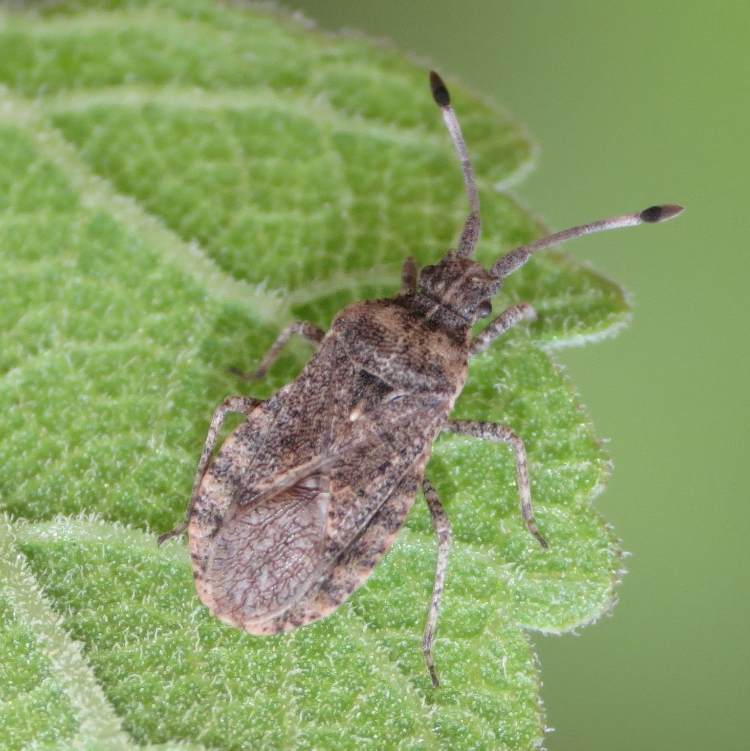 Scolopocerus