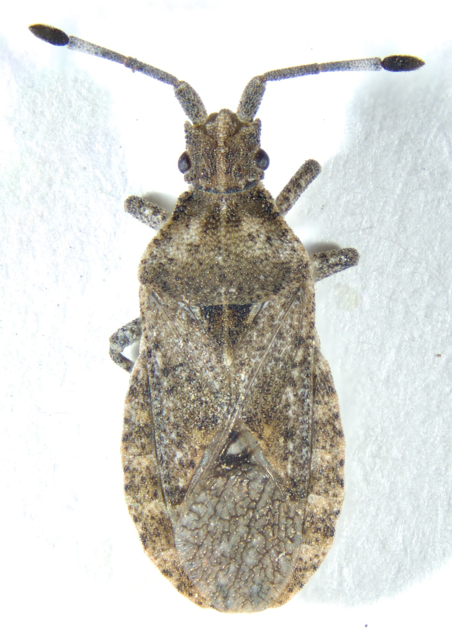 Scolopocerus