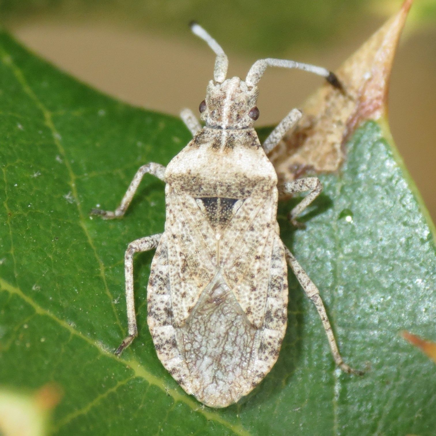 Scolopocerus