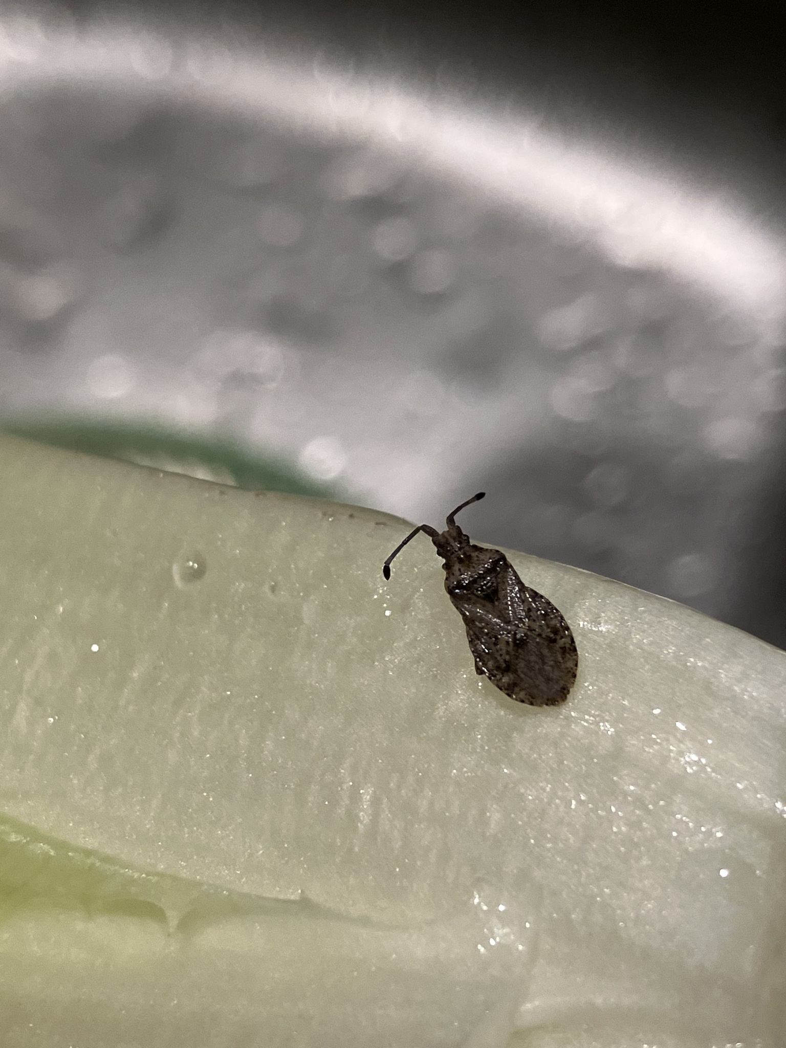 Scolopocerus