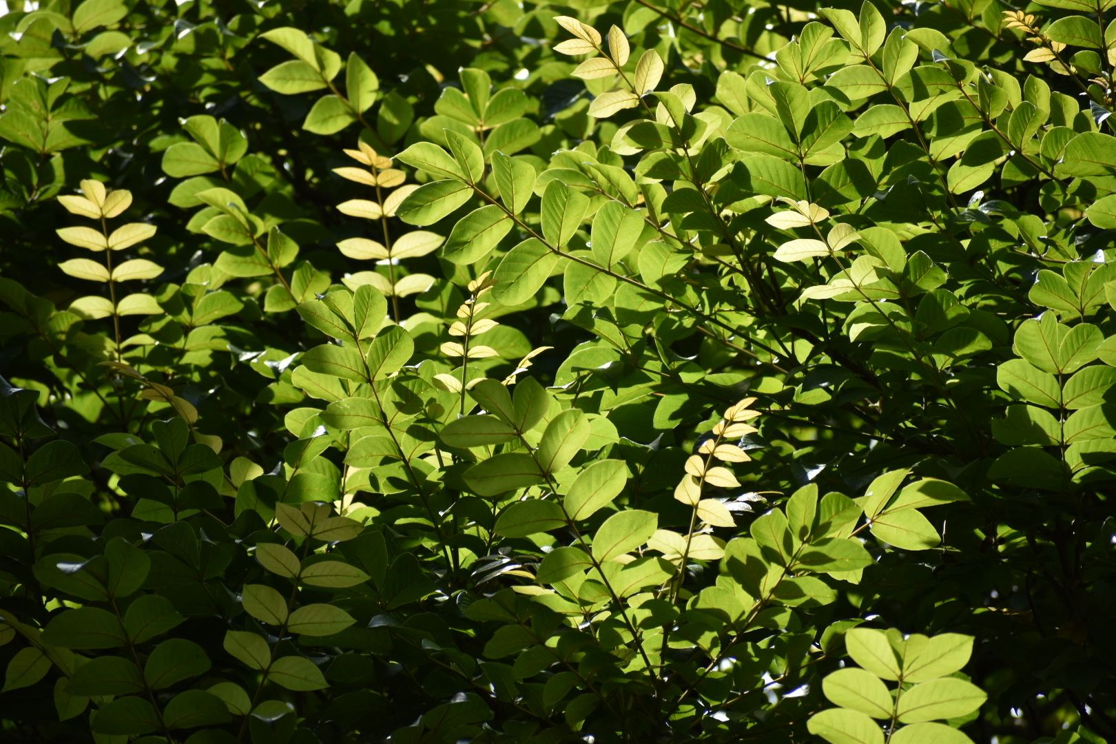 Spathodea campanulata