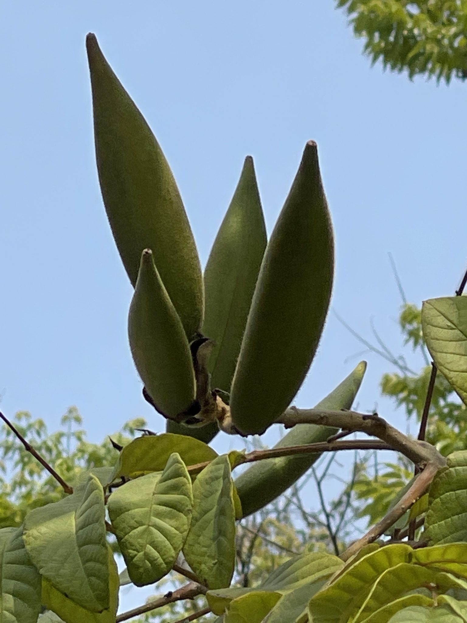 Spathodea campanulata