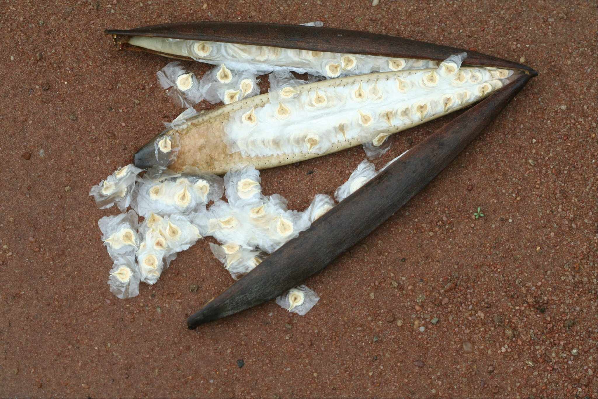 Spathodea campanulata