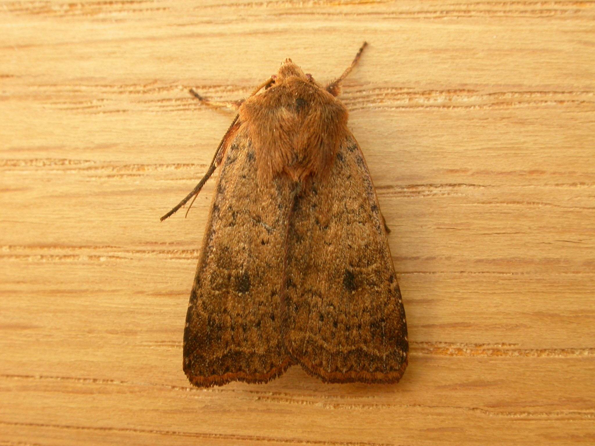 Diarsia intermixta
