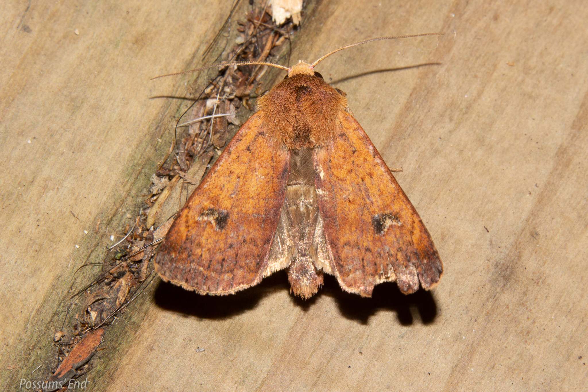 Diarsia intermixta