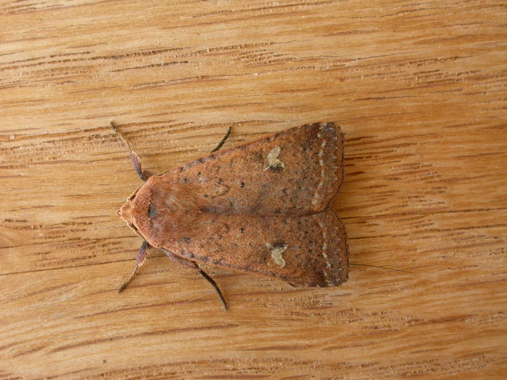 Diarsia intermixta