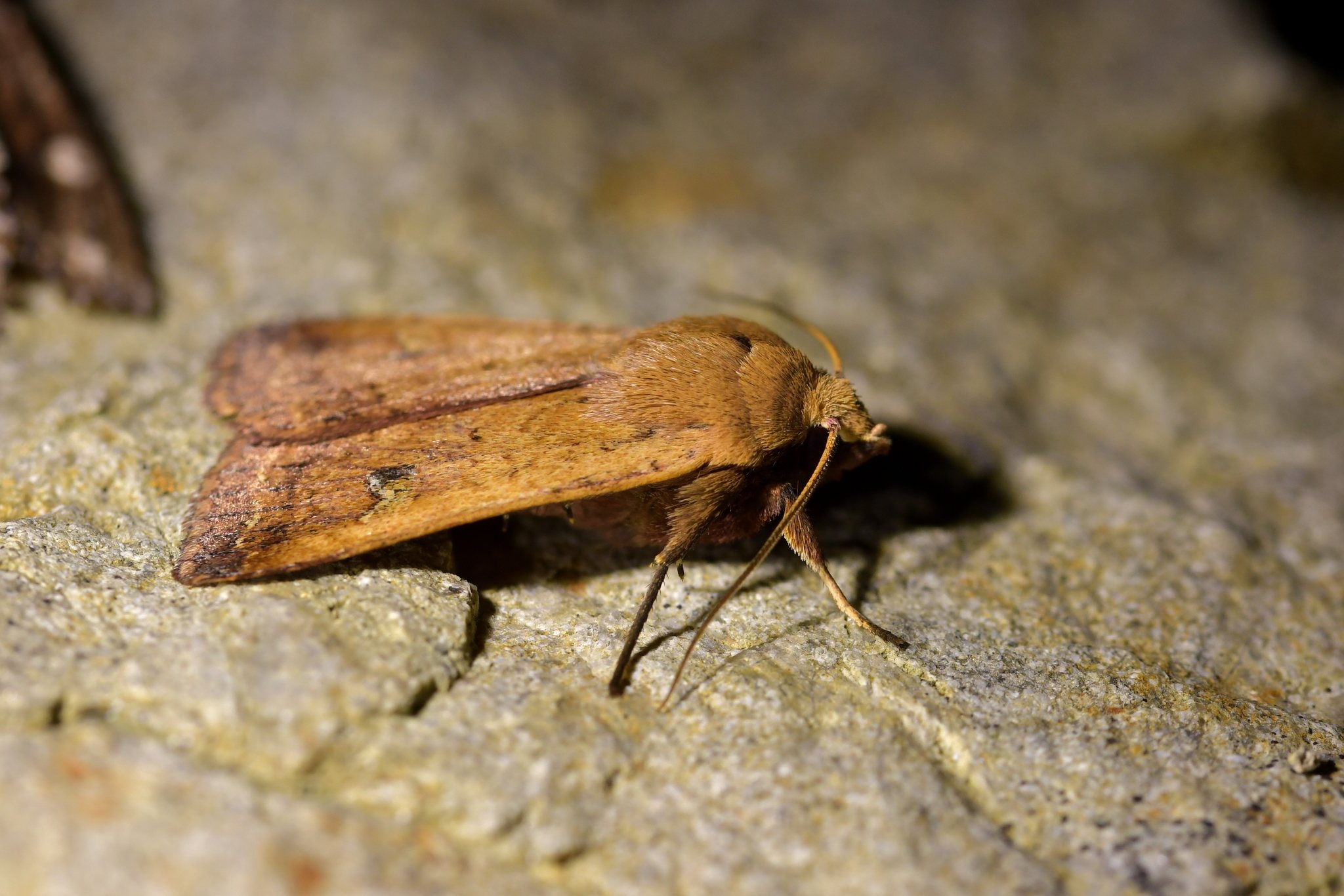 Diarsia intermixta