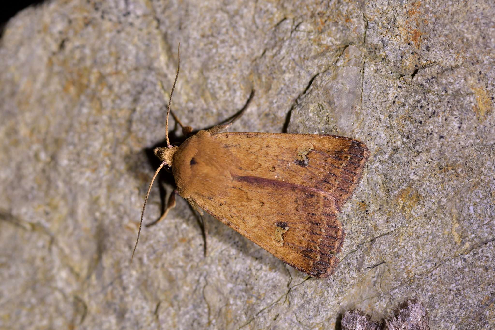 Diarsia intermixta