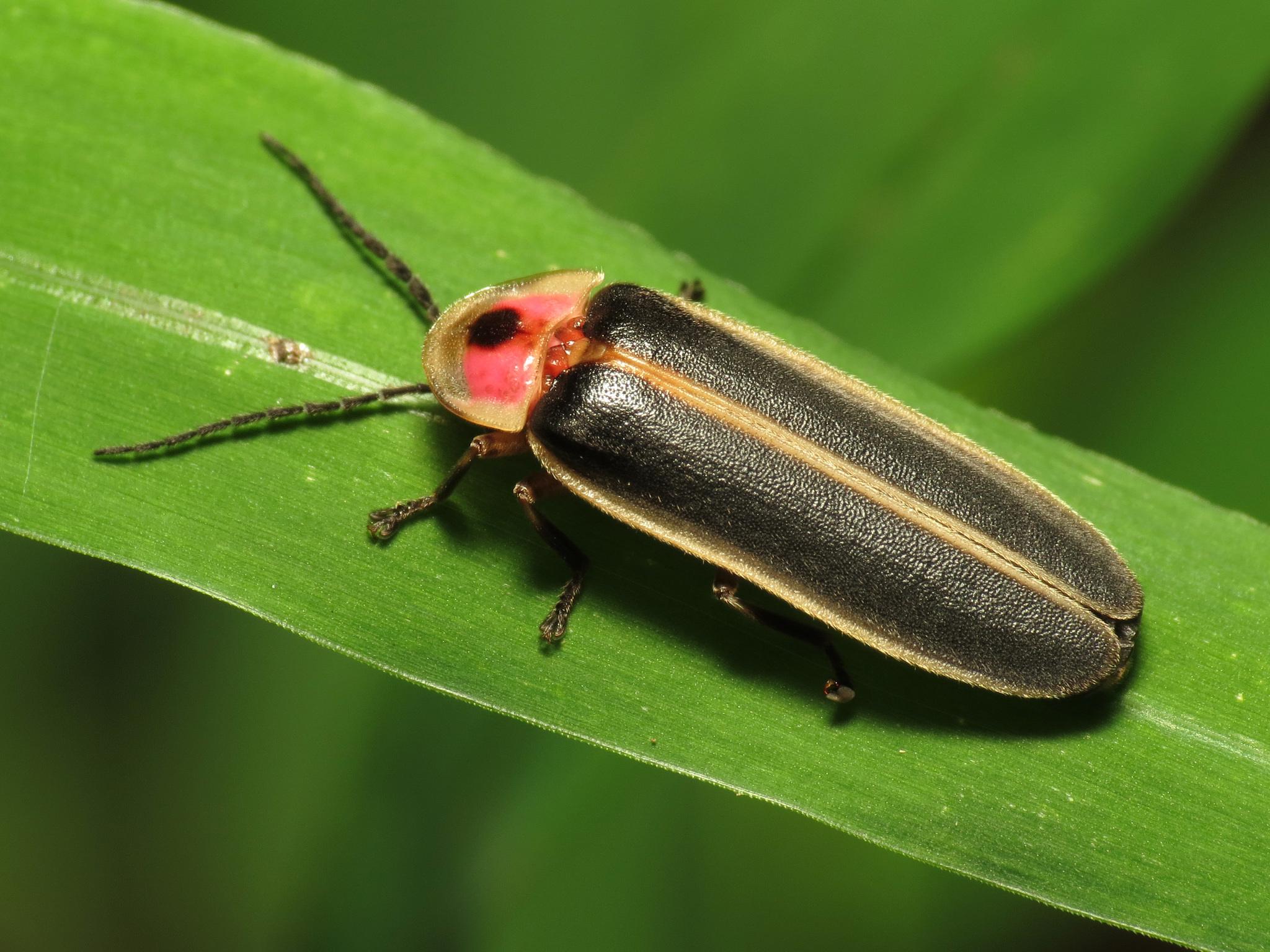 Pyralis