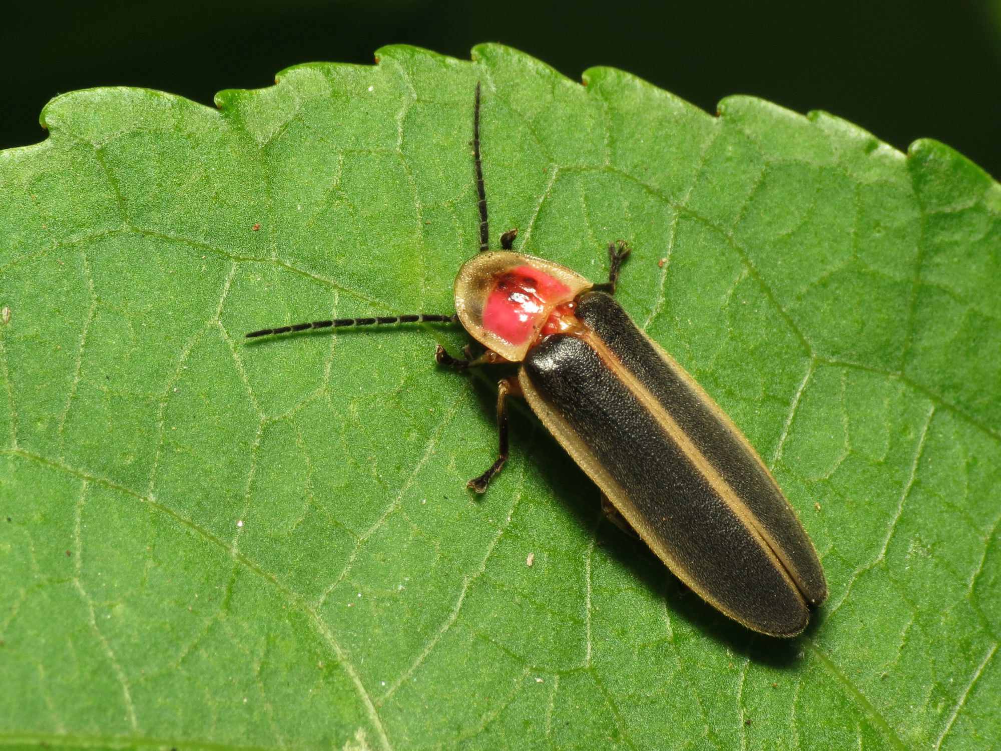 Pyralis