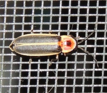 Pyralis