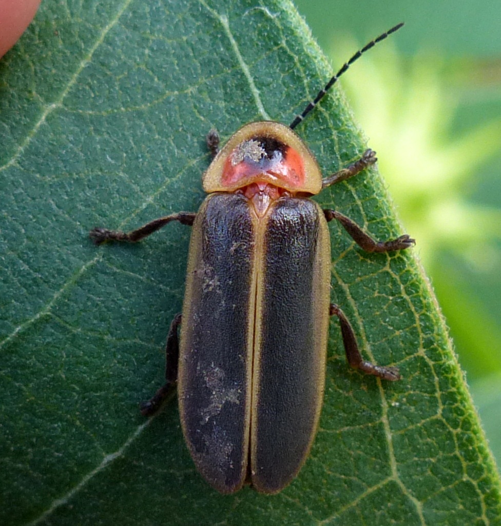 Pyralis