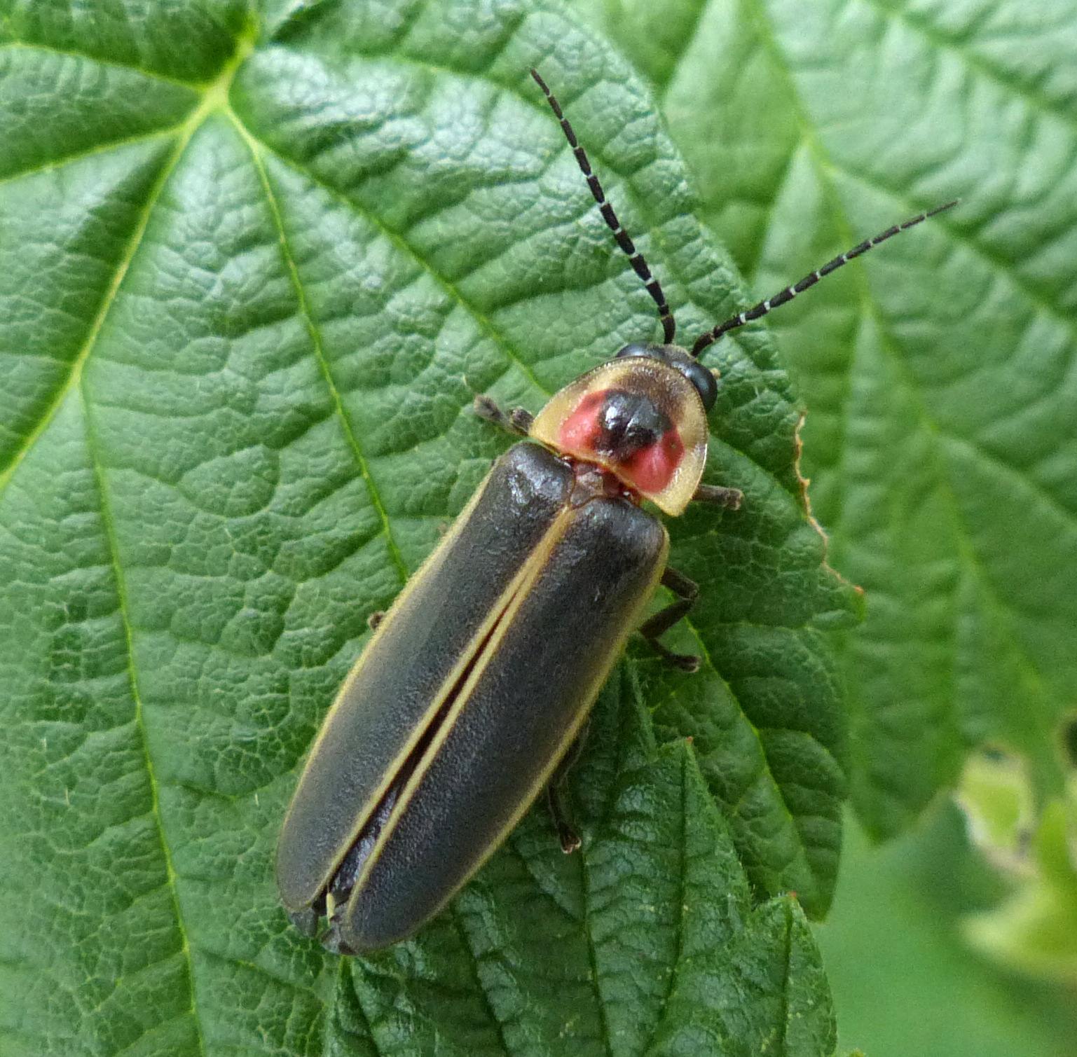 Pyralis