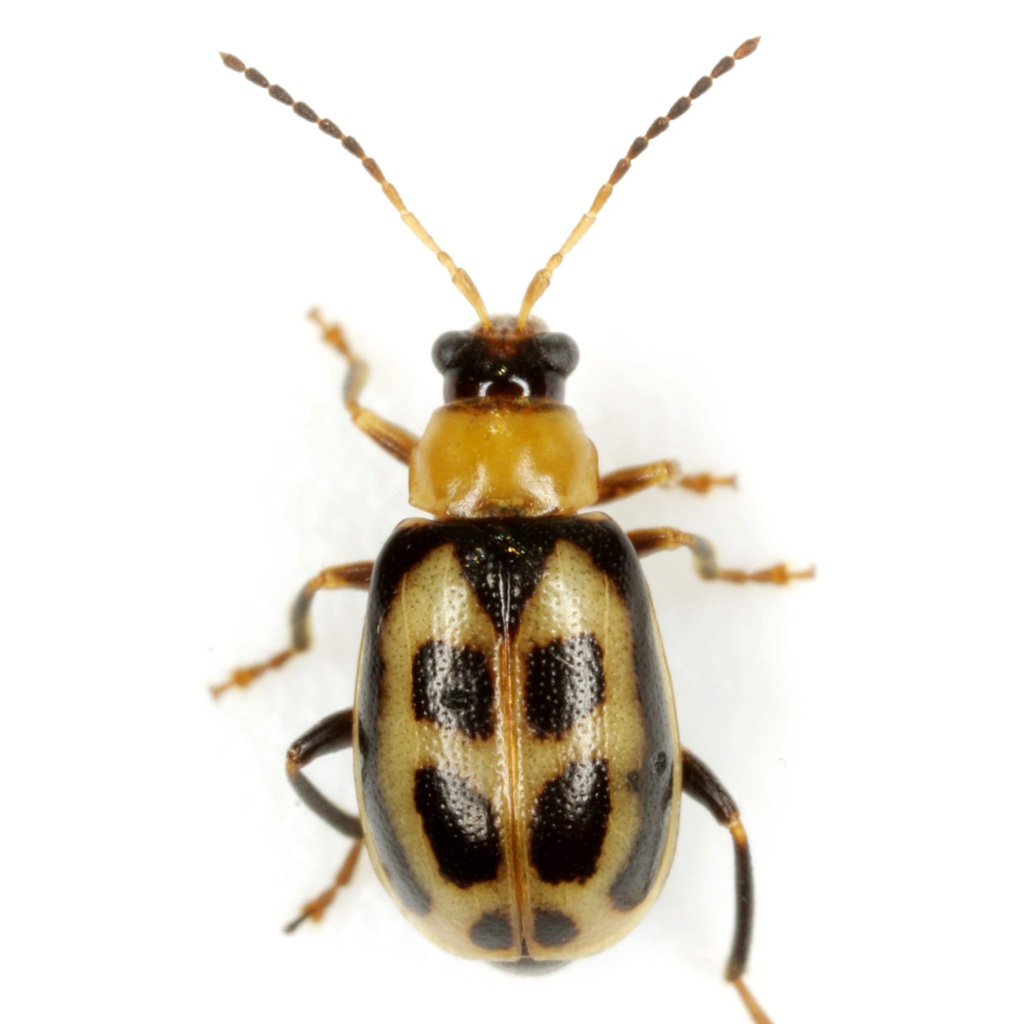 Cerotoma trifurcata