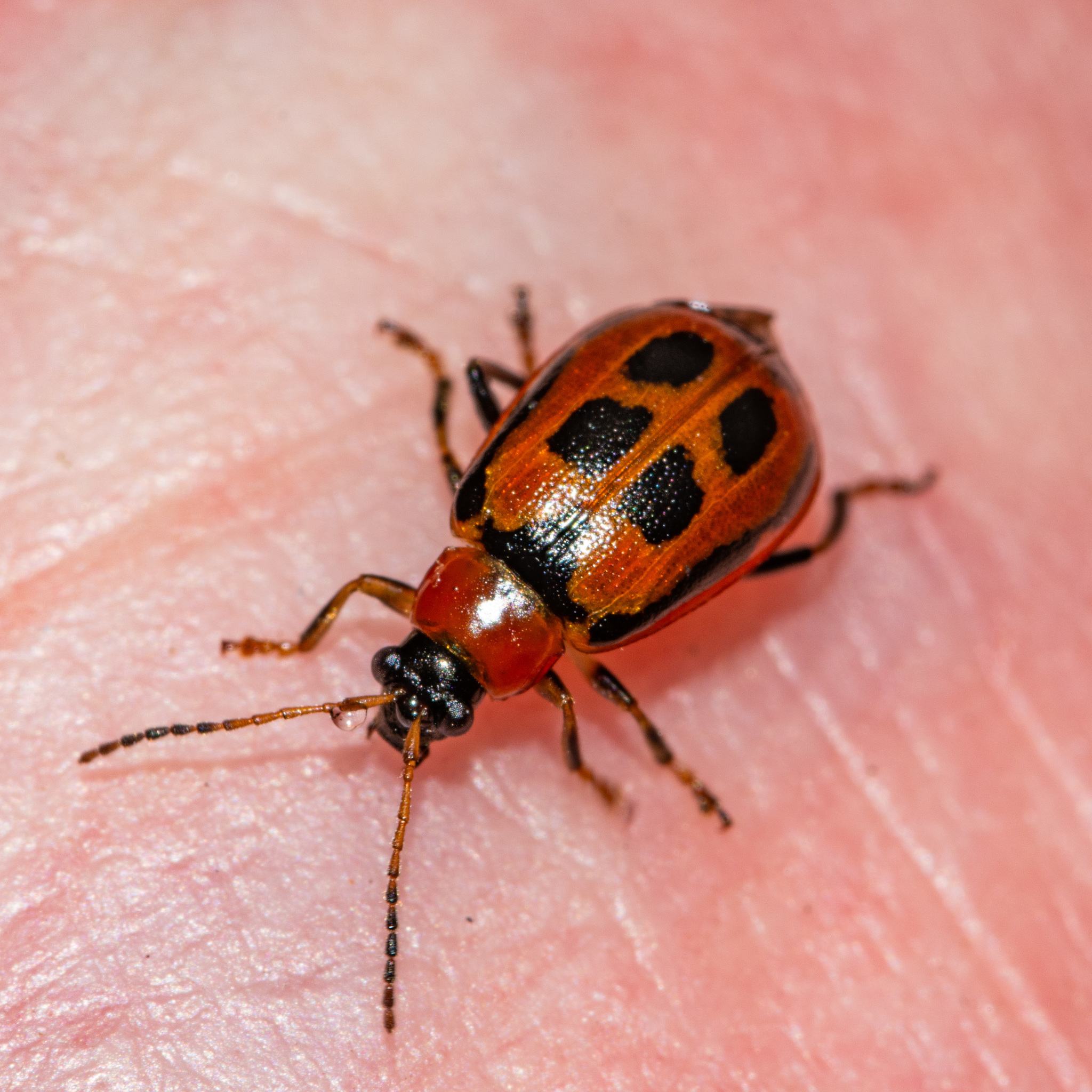 Cerotoma trifurcata