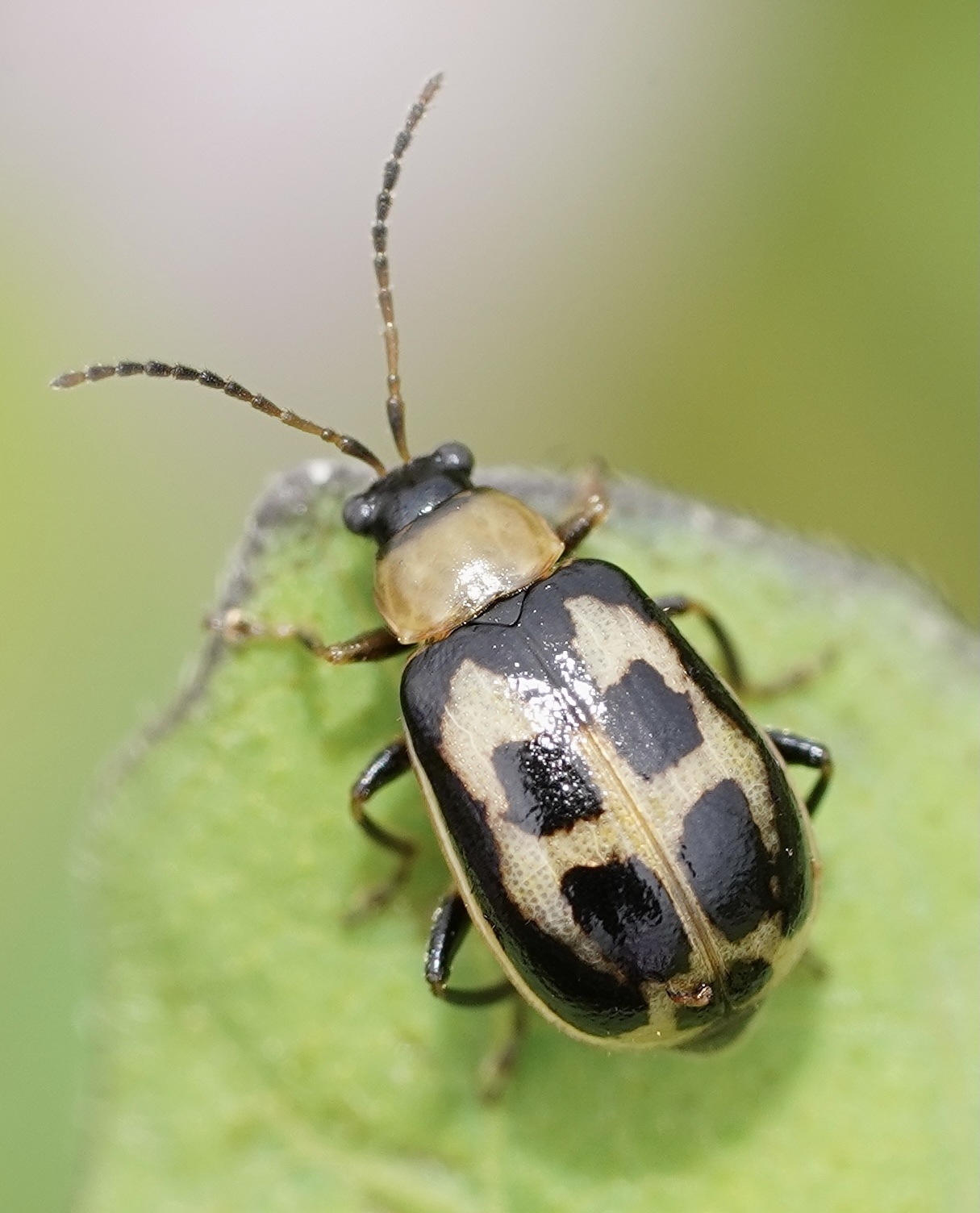 Cerotoma trifurcata