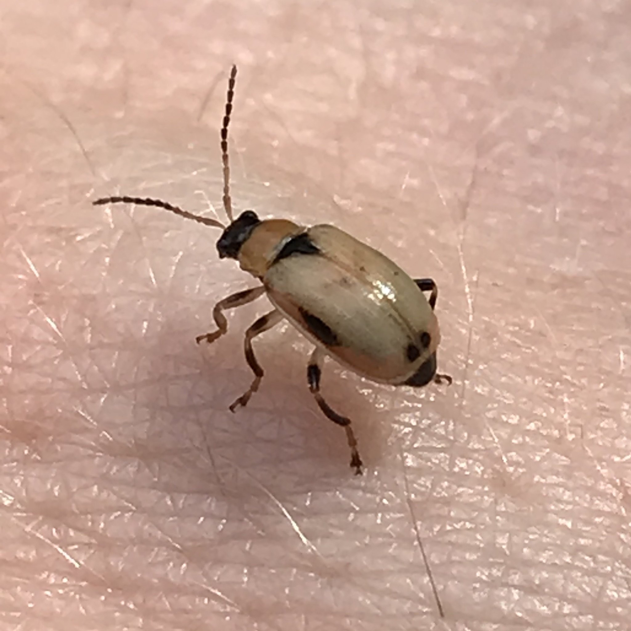 Cerotoma trifurcata