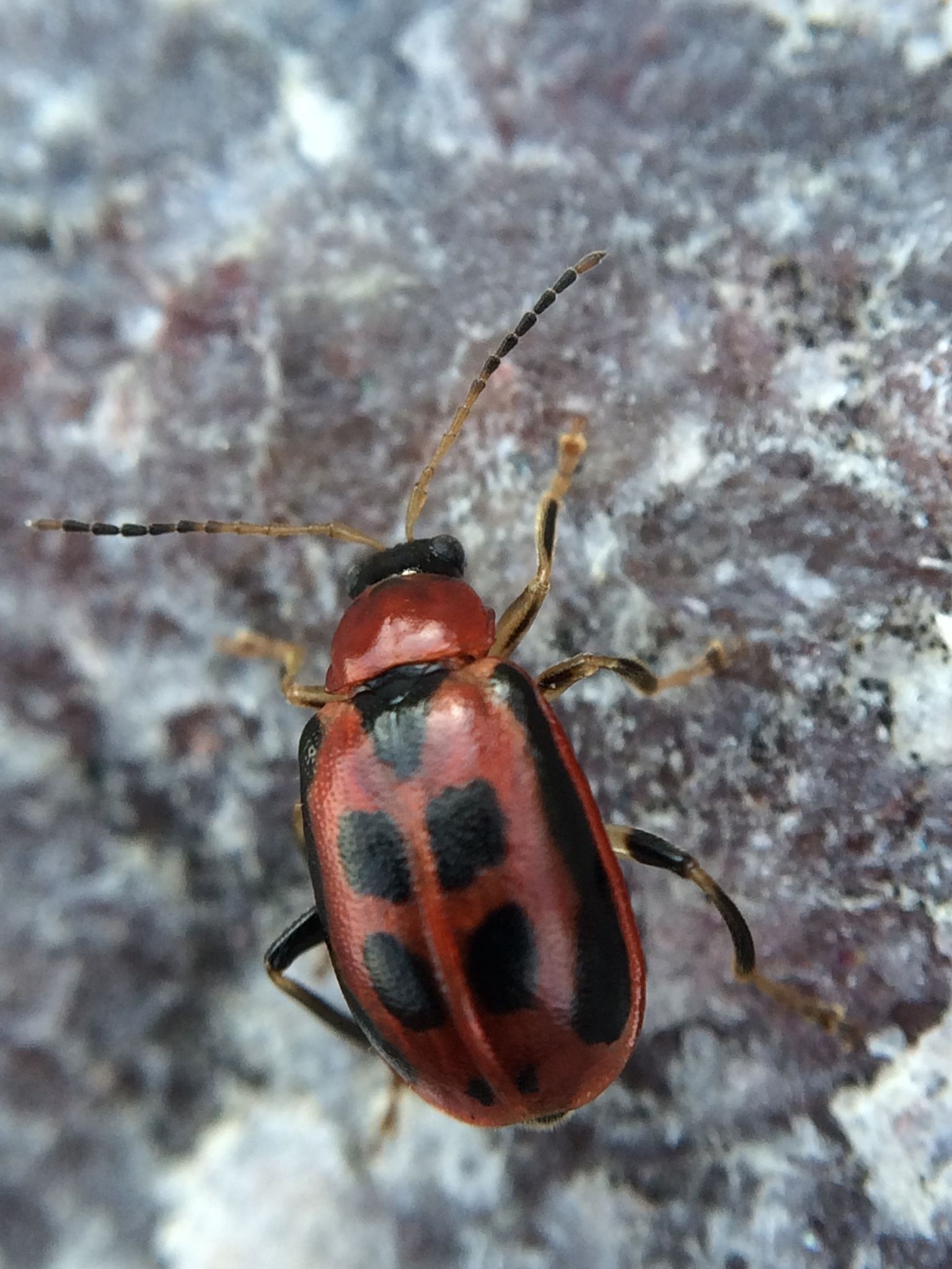 Cerotoma trifurcata