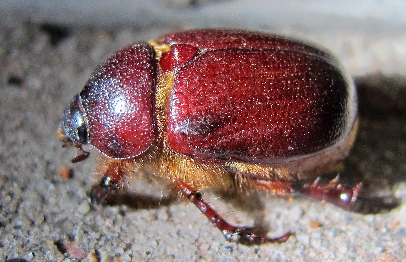 Tomarus gibbosus