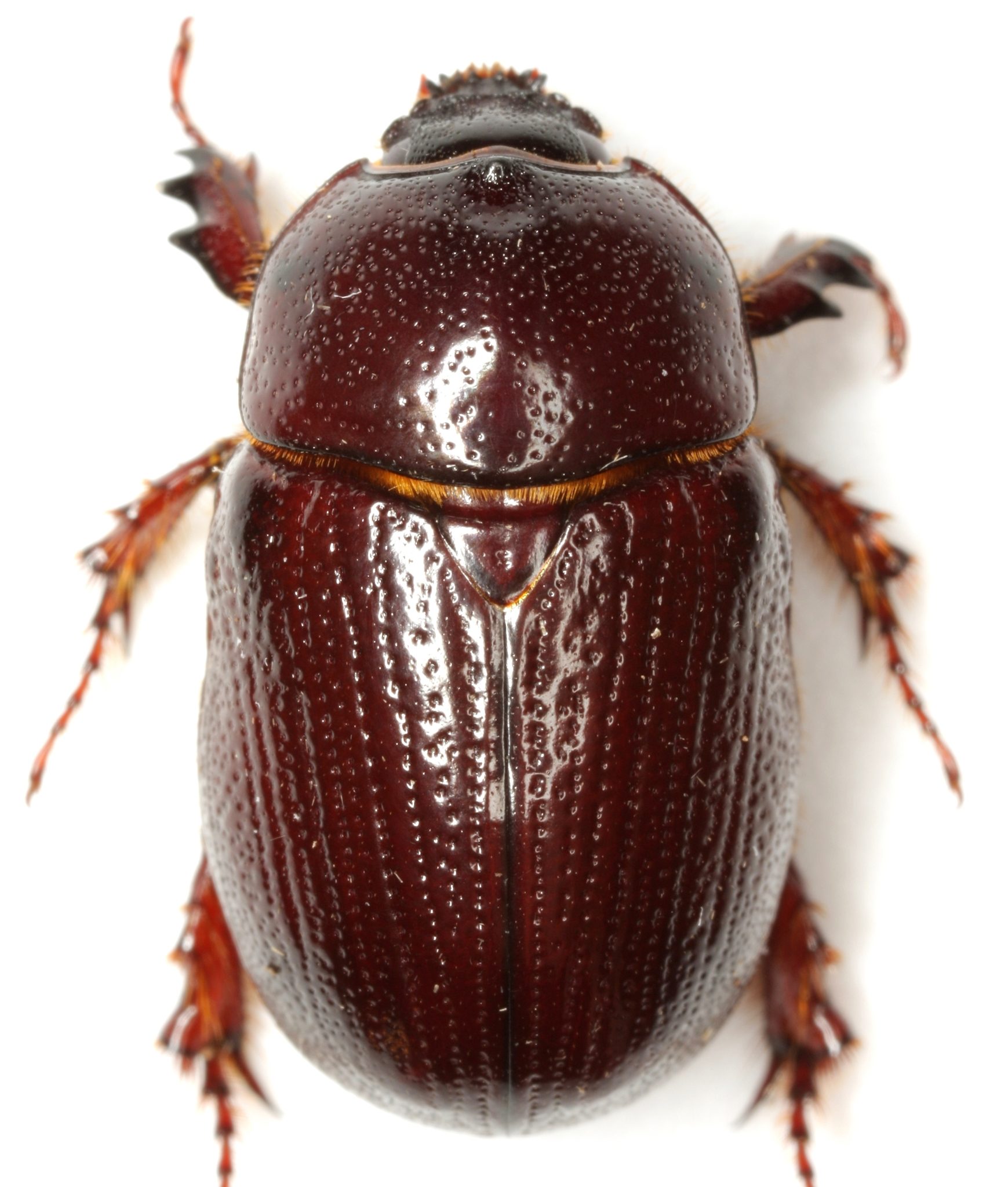 Tomarus gibbosus