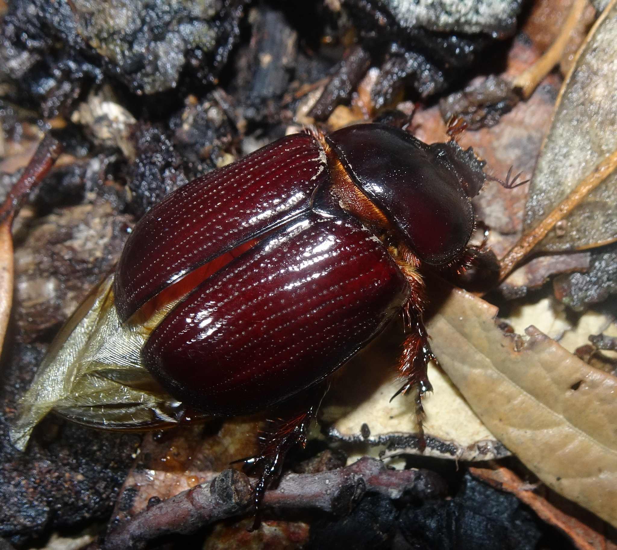 Tomarus gibbosus
